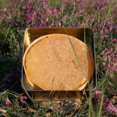 Torosdagı karakovan Honey