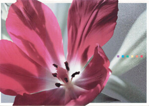 CARD-RED FLOWER & RAINBOW SQUARES