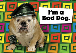 CARD- BULLDOG BAD DOG