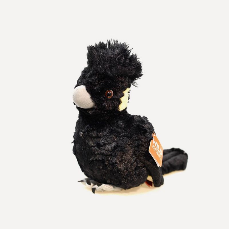 Black Yellow Tailed Cockatoo