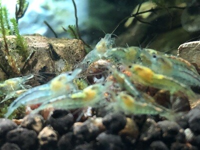 Crevette neocaridina heteropoda « Blue Jelly «
