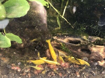 Crevette neocaridina heteropoda « Yellow Néon «