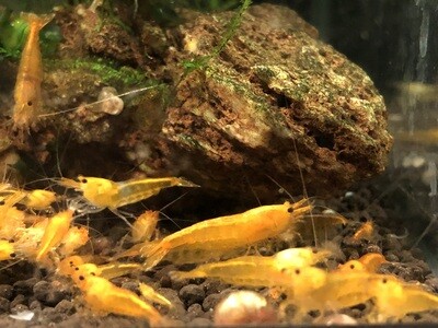 Crevette neocaridina heteropoda « Orange Fire «