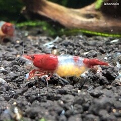 Crevette neocaridina heteropoda « Red Rili «