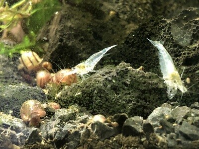 Crevette neocaridina palmata « White Pearl «