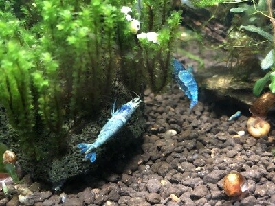 Crevette caridina « Blue Bolt « 