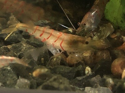 Crevette caridina «  Red Tiger « 