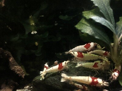 Crevette caridina « Pure Red Line « 