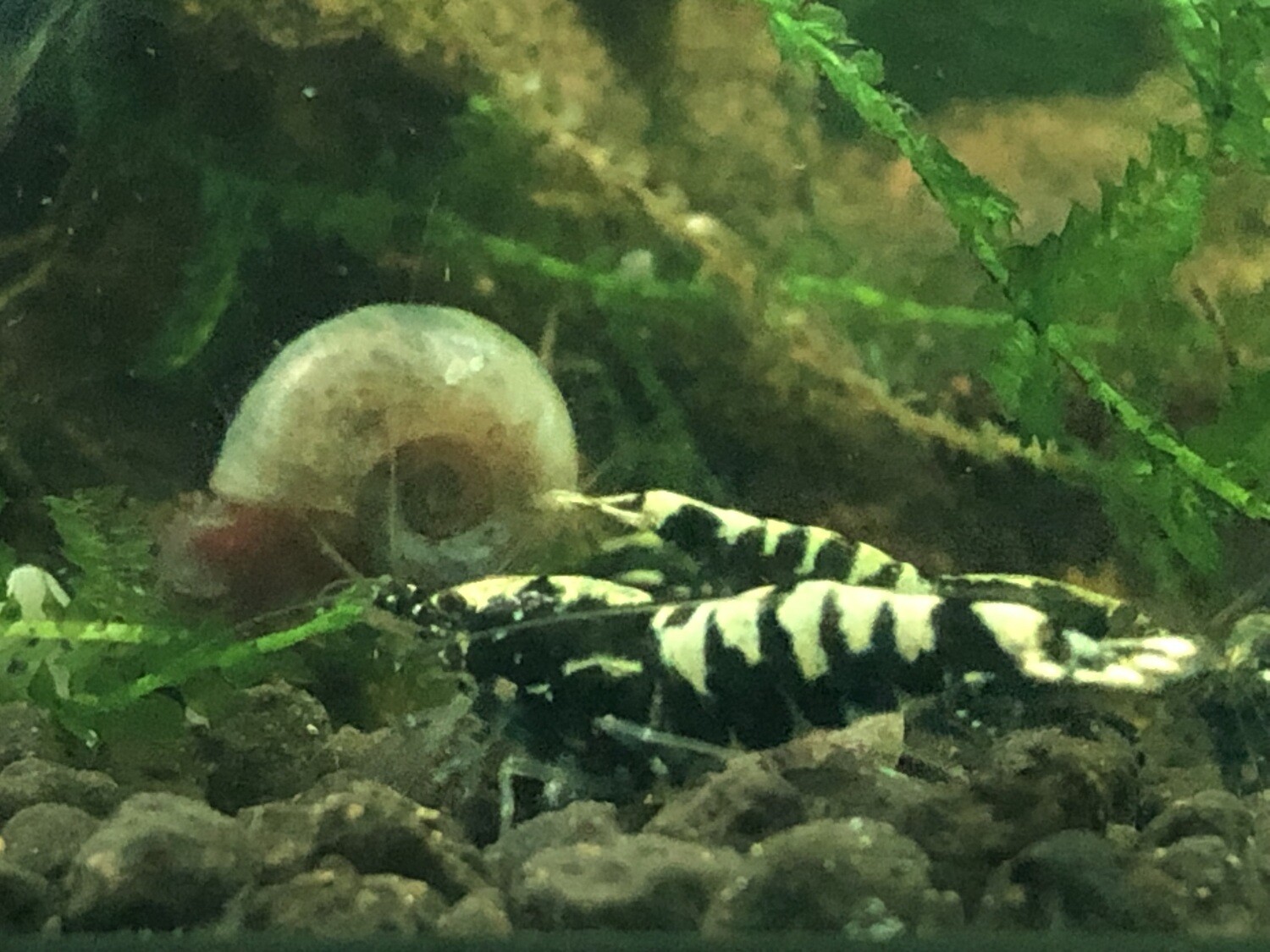 Crevette caridina « Black Galaxy « 