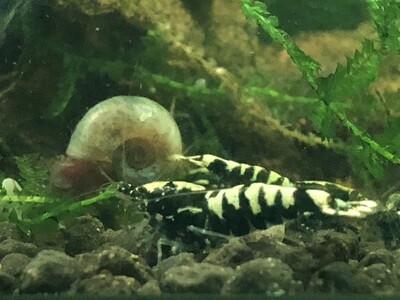 Crevette caridina « Black Galaxy « 