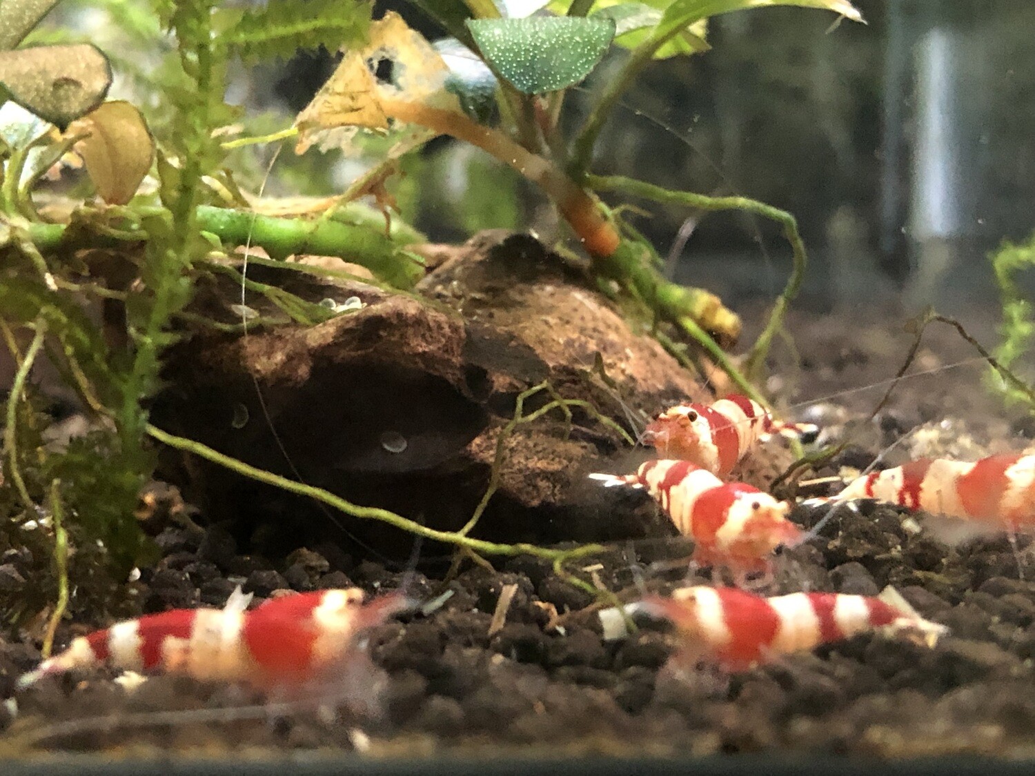 Crevette caridina « Super Red Crystal « 