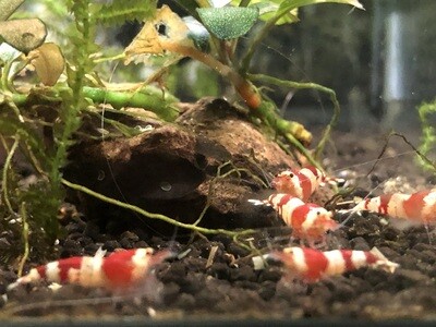Crevette caridina « Super Red Crystal « 