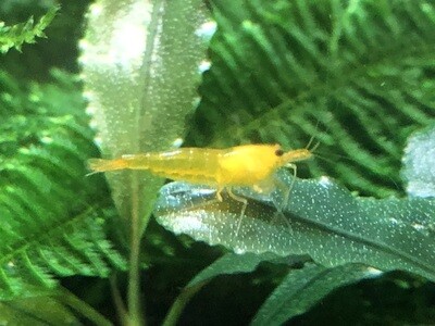 Crevette caridina « Yellow King Kong « 