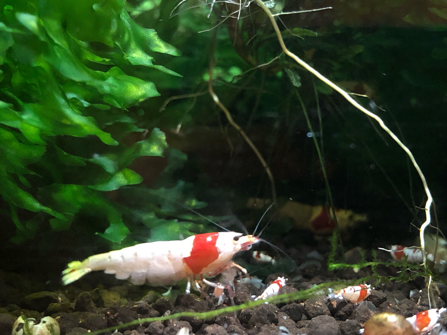 Crevette caridina Pure Red Line « Crown «
