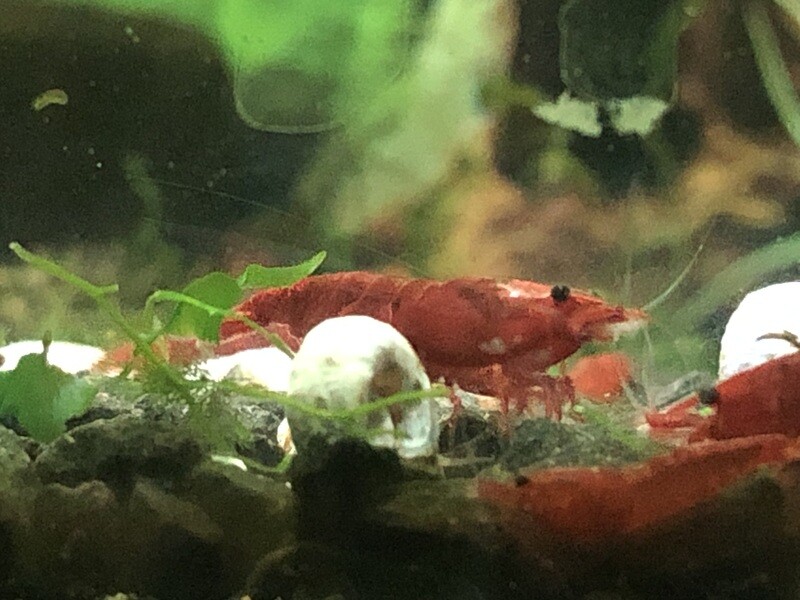 Crevettes neocaridina