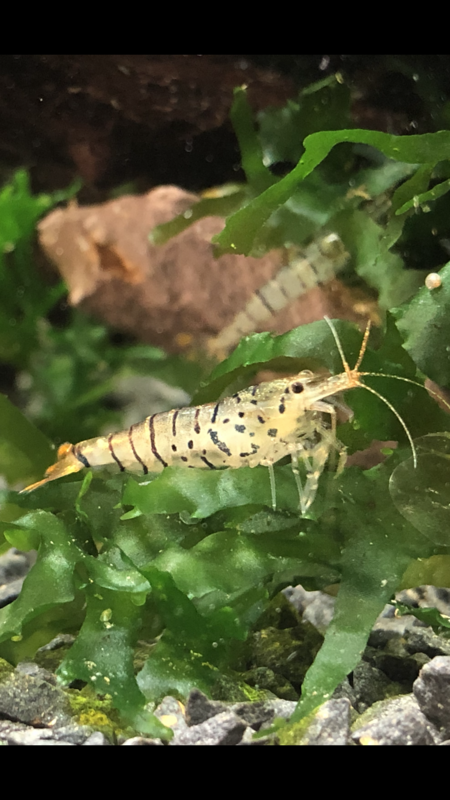Crevettes Tiger