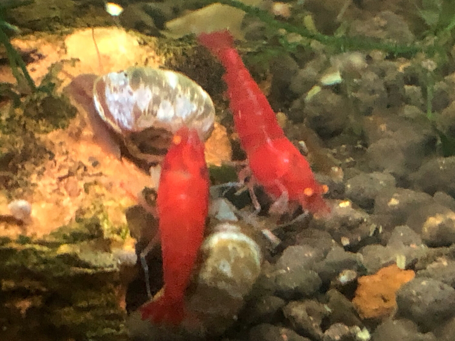 Crevette caridina cantonensis «  Red Devil Orange Eyes «