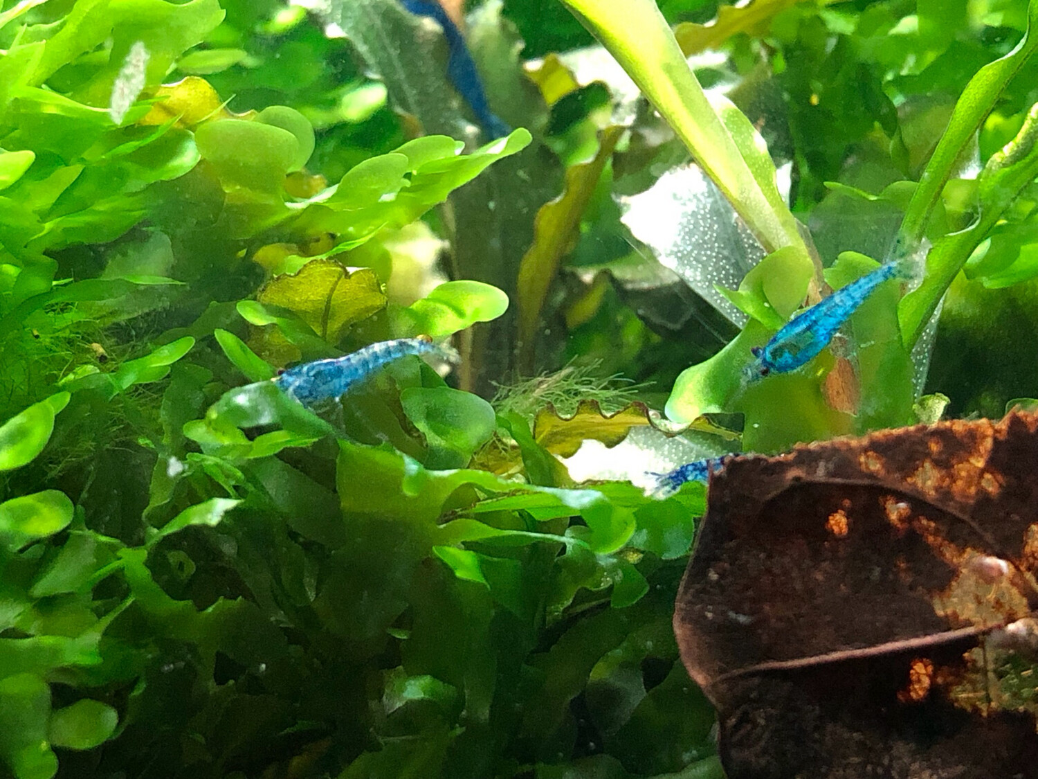 Crevette neocaridina heteropoda « Blue Dream «