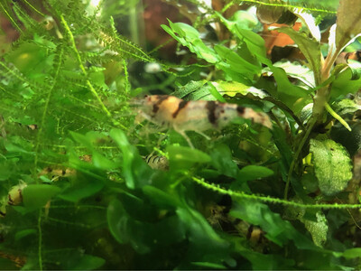 Crevette caridina «  Raccoon Tiger «