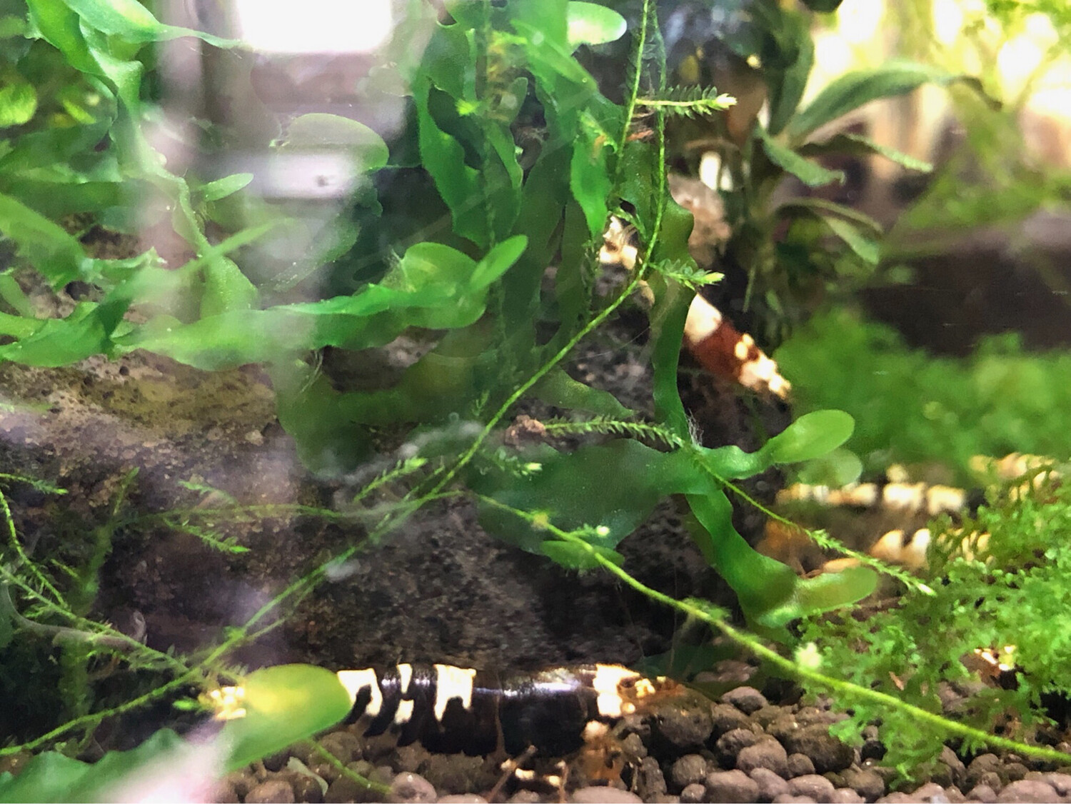Crevette caridina cantonensis «  Purple Metallic «