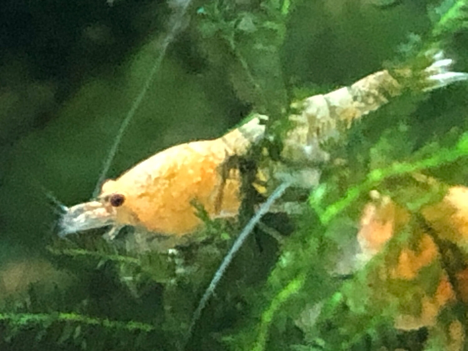 Crevette caridina “ Red Bolt “