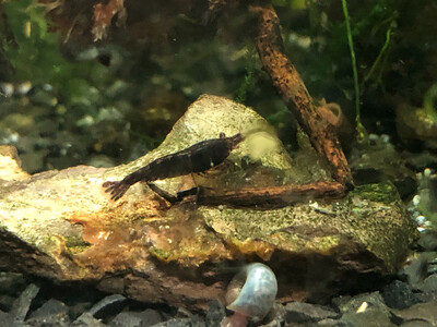 Crevette neocaridina «  Black Rose «