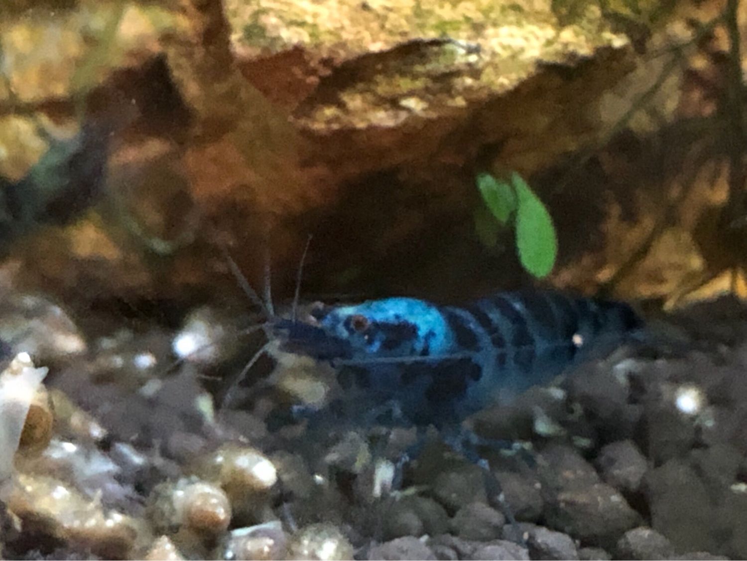 Crevette caridina “ Dragon Blood “