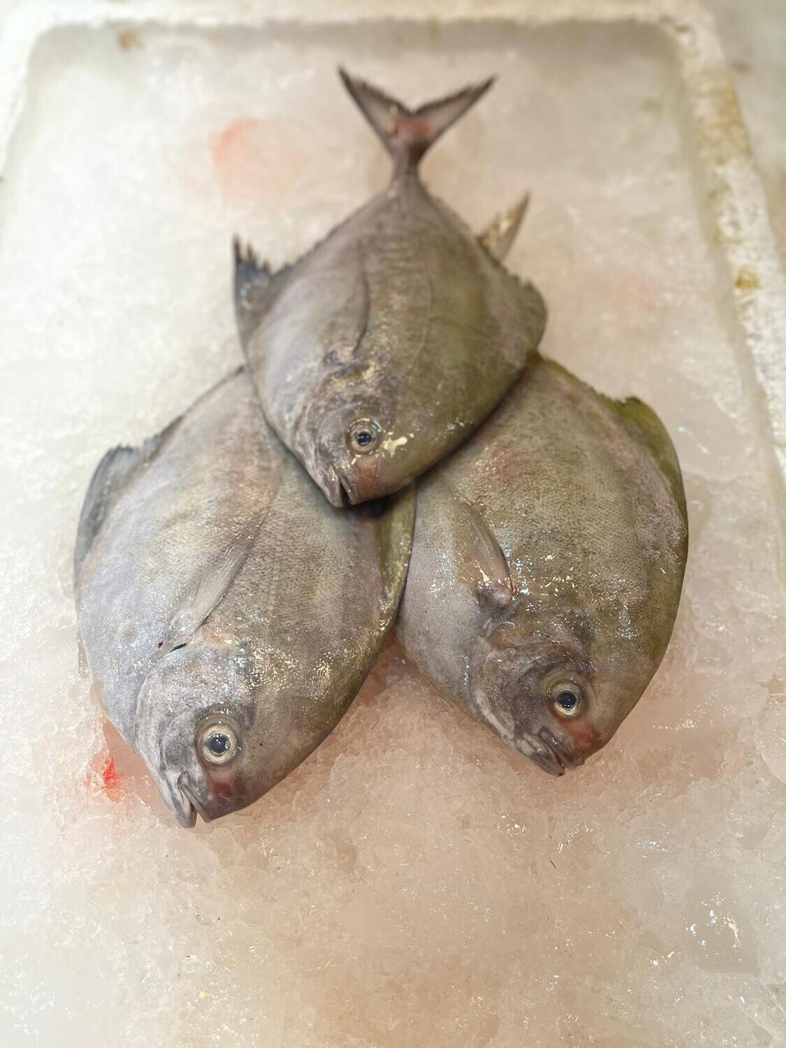 Black Pomfret (Malaysia) (450g+-)