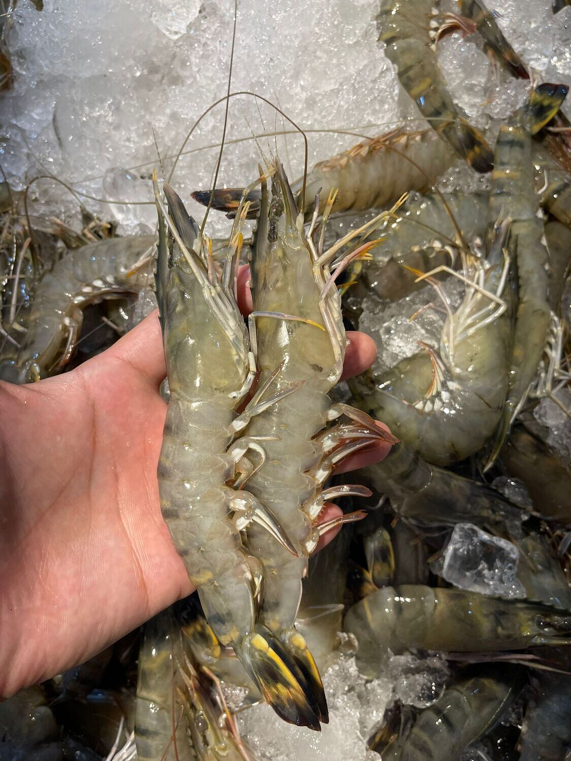 TIger prawn (Malaysia)