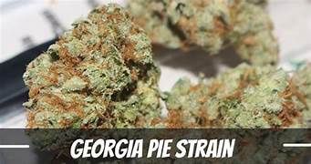 Georgia Pie D9 THCa Flower