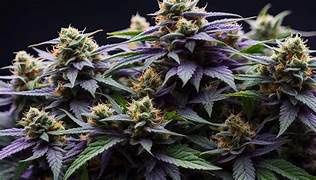 Purple Runtz Delta 9 THCa Flower