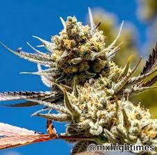 Grand Daddy Glue Hybrid Delta 9 THCA