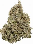 Moon Muffins Hybrid Exotic