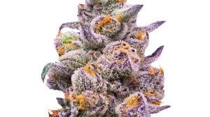 Cherry Punch Delta 9 Flower Exotic