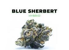 Blue Sherbert D9 THCa