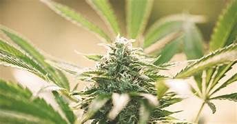 ACID CREAM ULTRA EXOTIC FLOWER