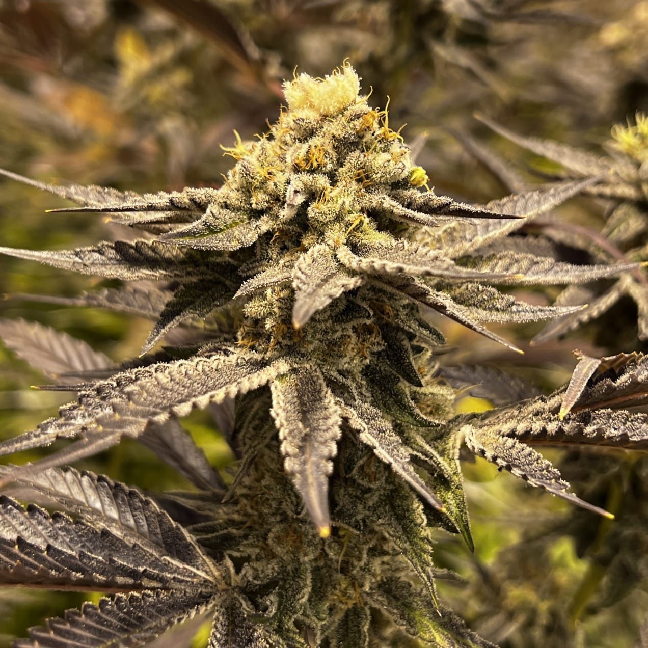 Grape Cookies AKA The Grookies