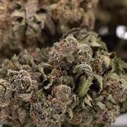 Giggle Gas THCa Flower