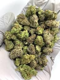 Platinum Lemon Gusherz THCa Flower