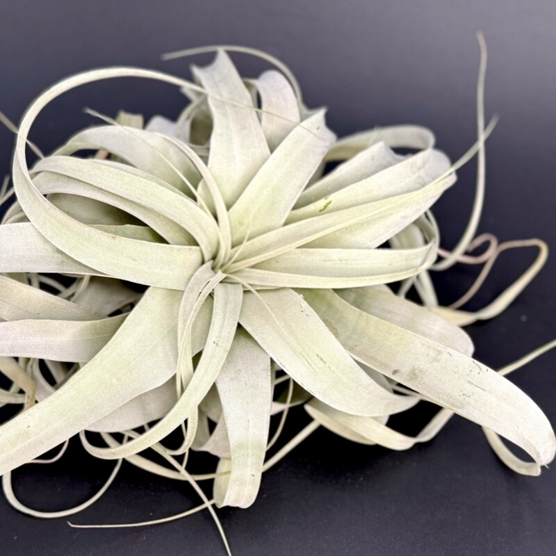 Tillandsia Xerographica Air Plant Tillandsia Xerographica Air Plant