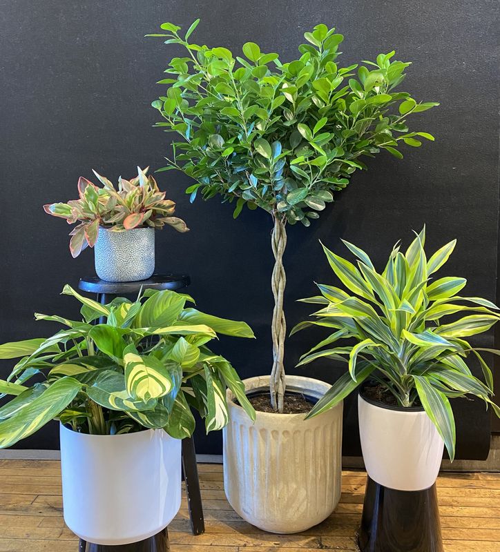 Green Plants Green Plants