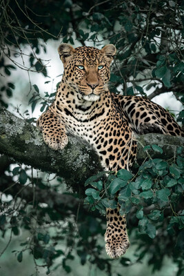 Bild Leopard im Baum