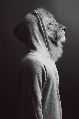 Bild Löwe im Hoodie