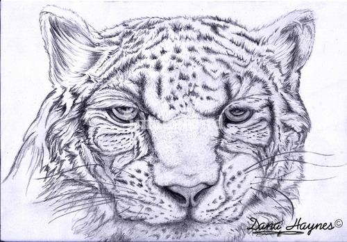 Orginal Snow Leopard