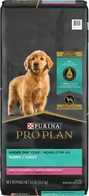 34# PP FOCUS PUPPY LAMB