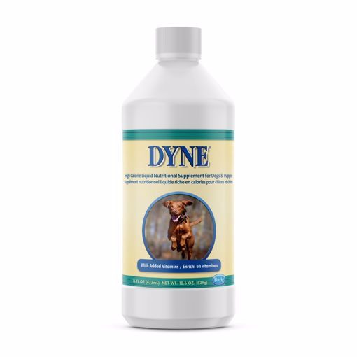 DYNE 16OZ DOG