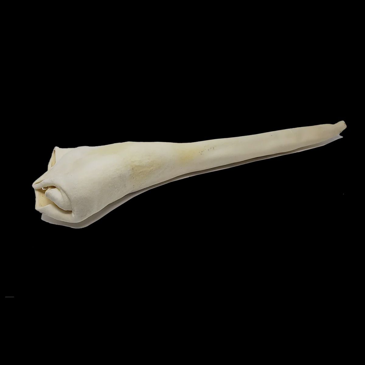 HOME RANGE BULL TAIL CS/20