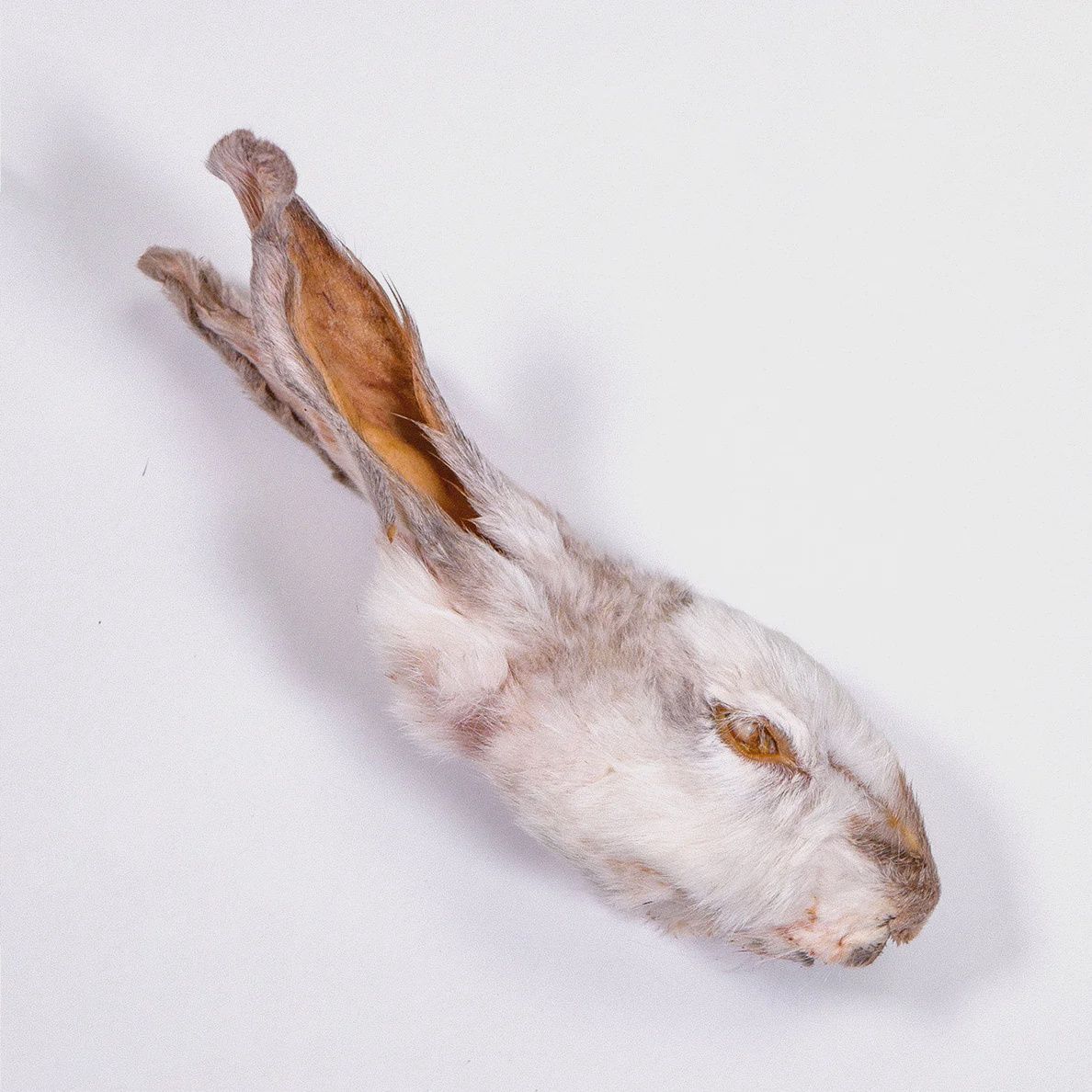 Rabbit Heads