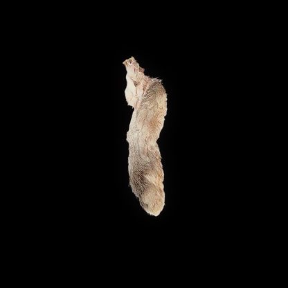 Rabbit Feet