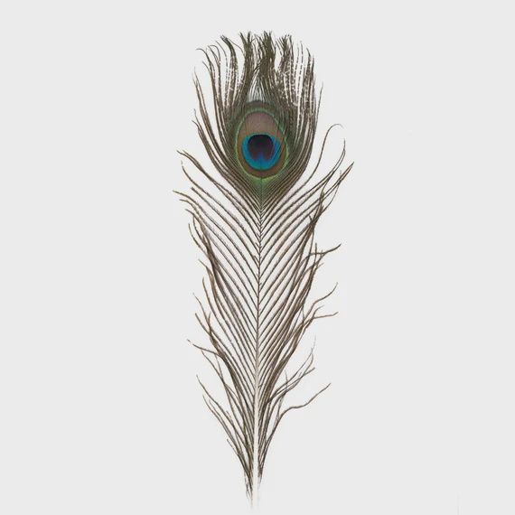 NATURAL PEACOCK FEATHERS